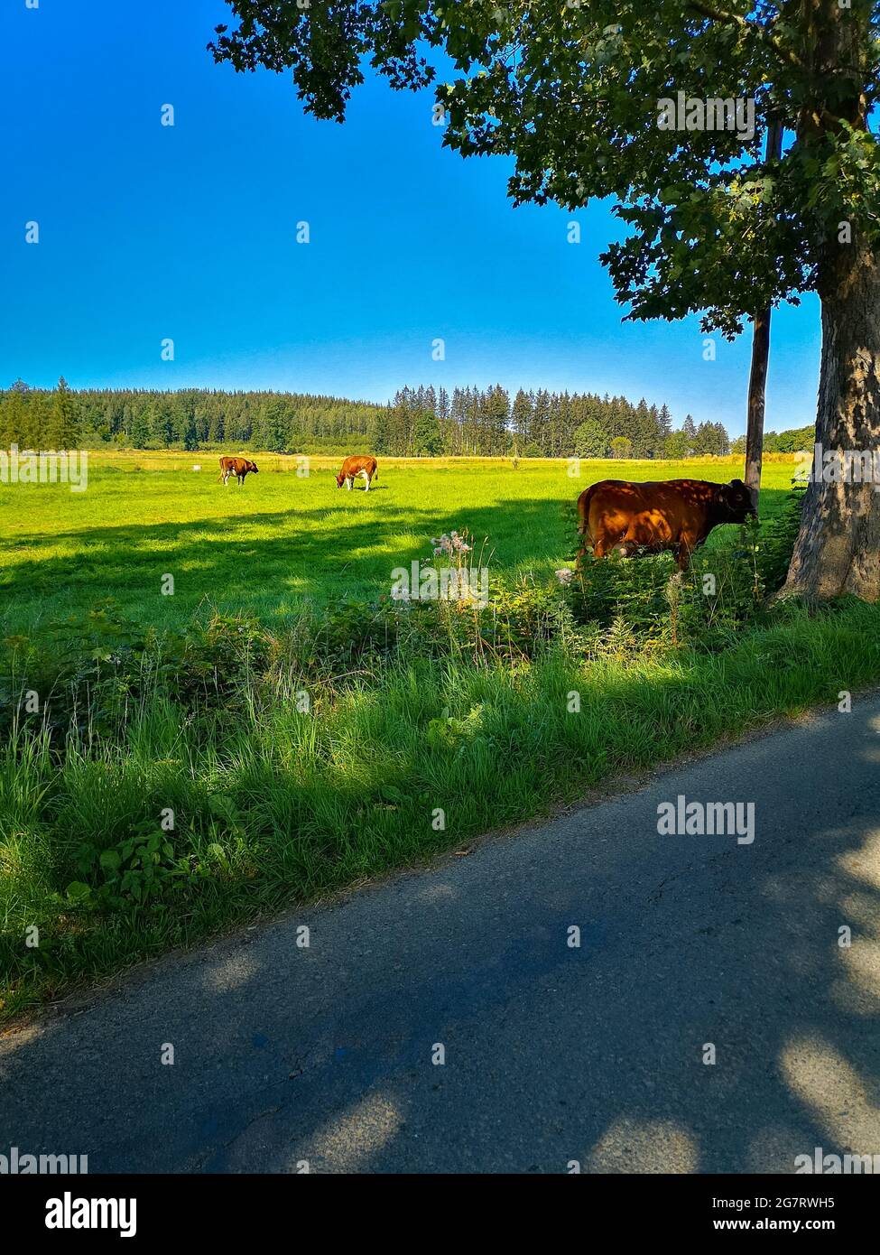 Beautiful green field with few cows on it at sunny day with blue sky ...