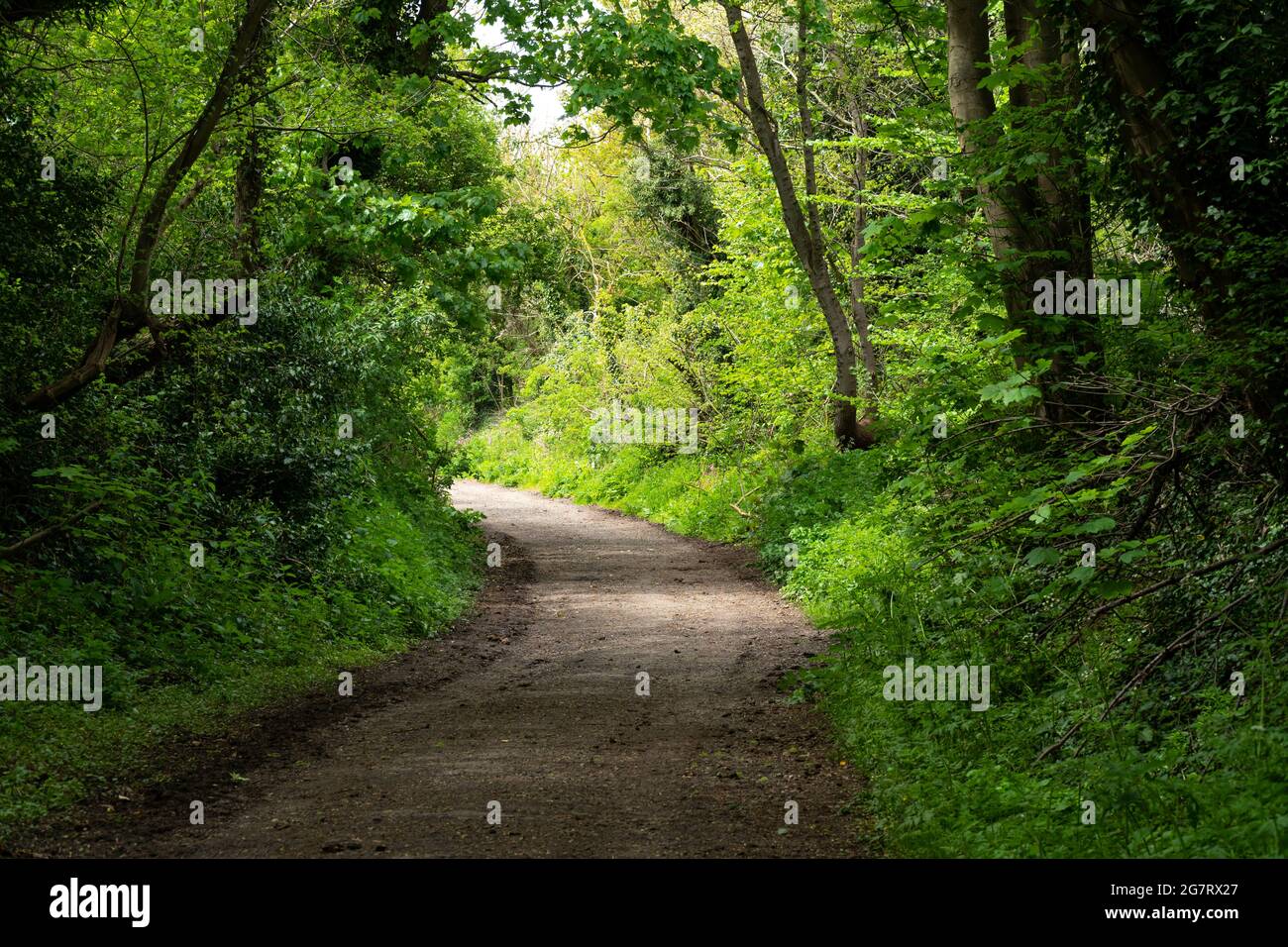 Rough dirt road in woodland example Stock Photo