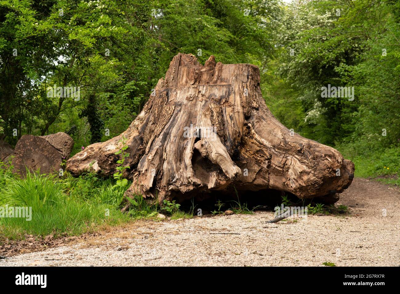 Large uprooted tree stump used to partially block a footpath from