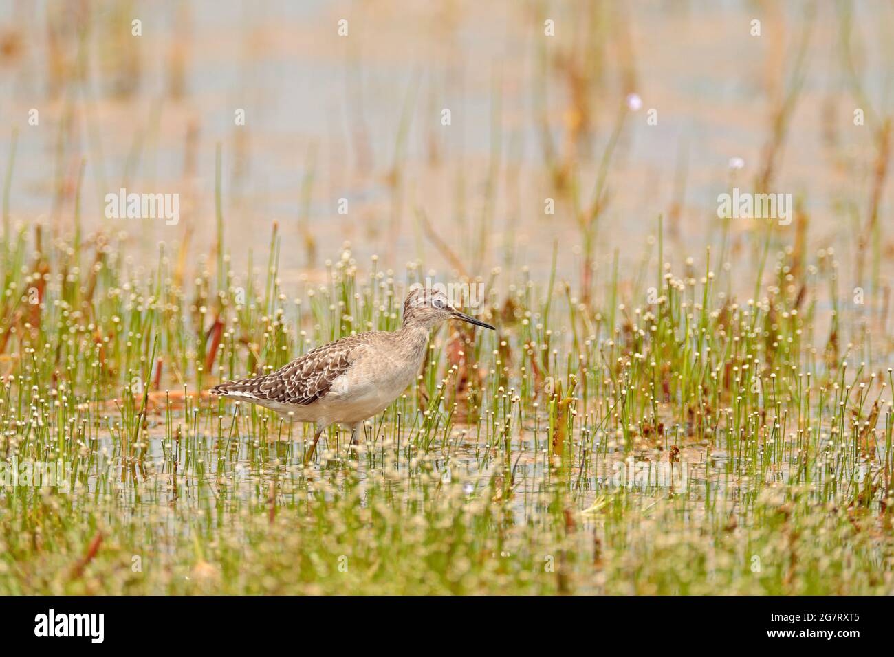 Common sandpiper, Actitis hypoleucos, is a small Palearctic wader. Lake water with flower bird in the nature habitat. Animal on the ocean coast. Wildl Stock Photo