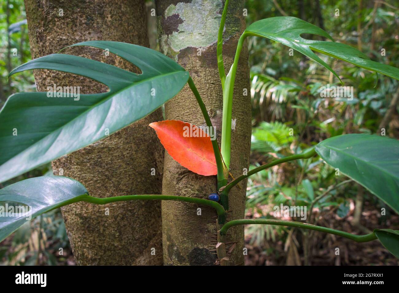 A close-up view of lush green epiphyte supporting a large fallen red leaf and vibrant purple tree seed at Lake Barrine, Atherton Tablelands, Australia. Stock Photo