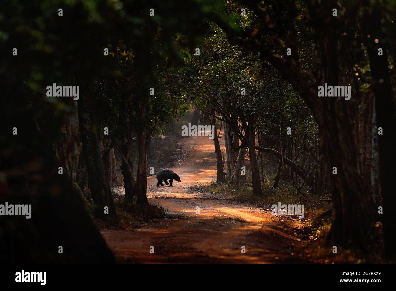 Sloth bear, Melursus ursinus, Wilpattu NP, Sruilanka. Wild Sloth bear in nature habitat, wildlife photo. Dangerous black animal in India. Stock Photo