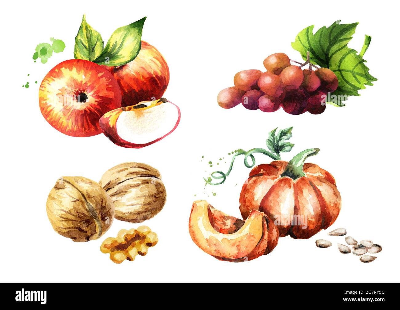 Autumn harvest set. Watercolor hand-drawn illustration Stock Photo - Alamy