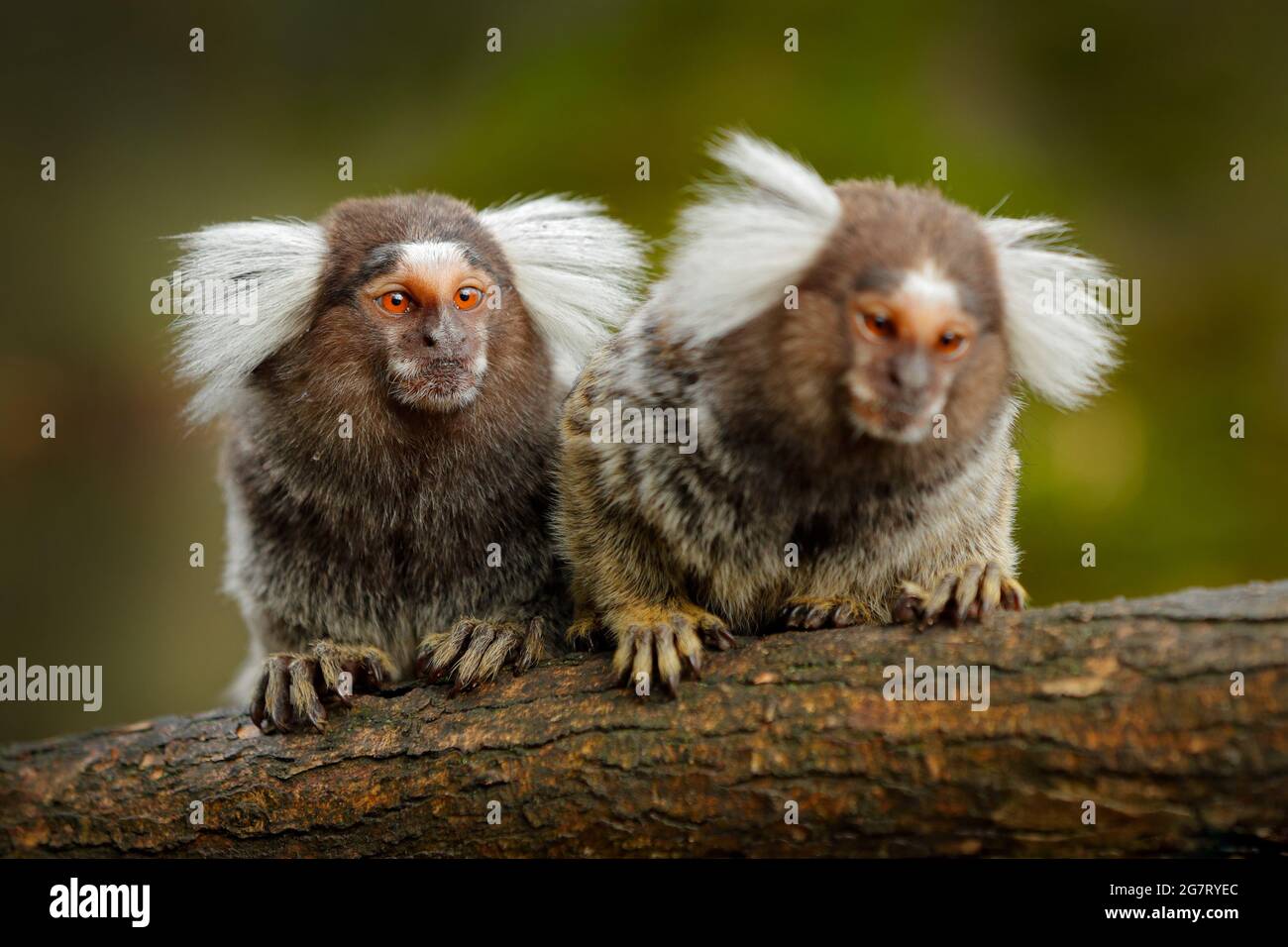 Cotton-top tamarin, Rio Cauca, Colombia. Small mokley hidden in the green tropical forest. Animal from jungle in South America. Stock Photo