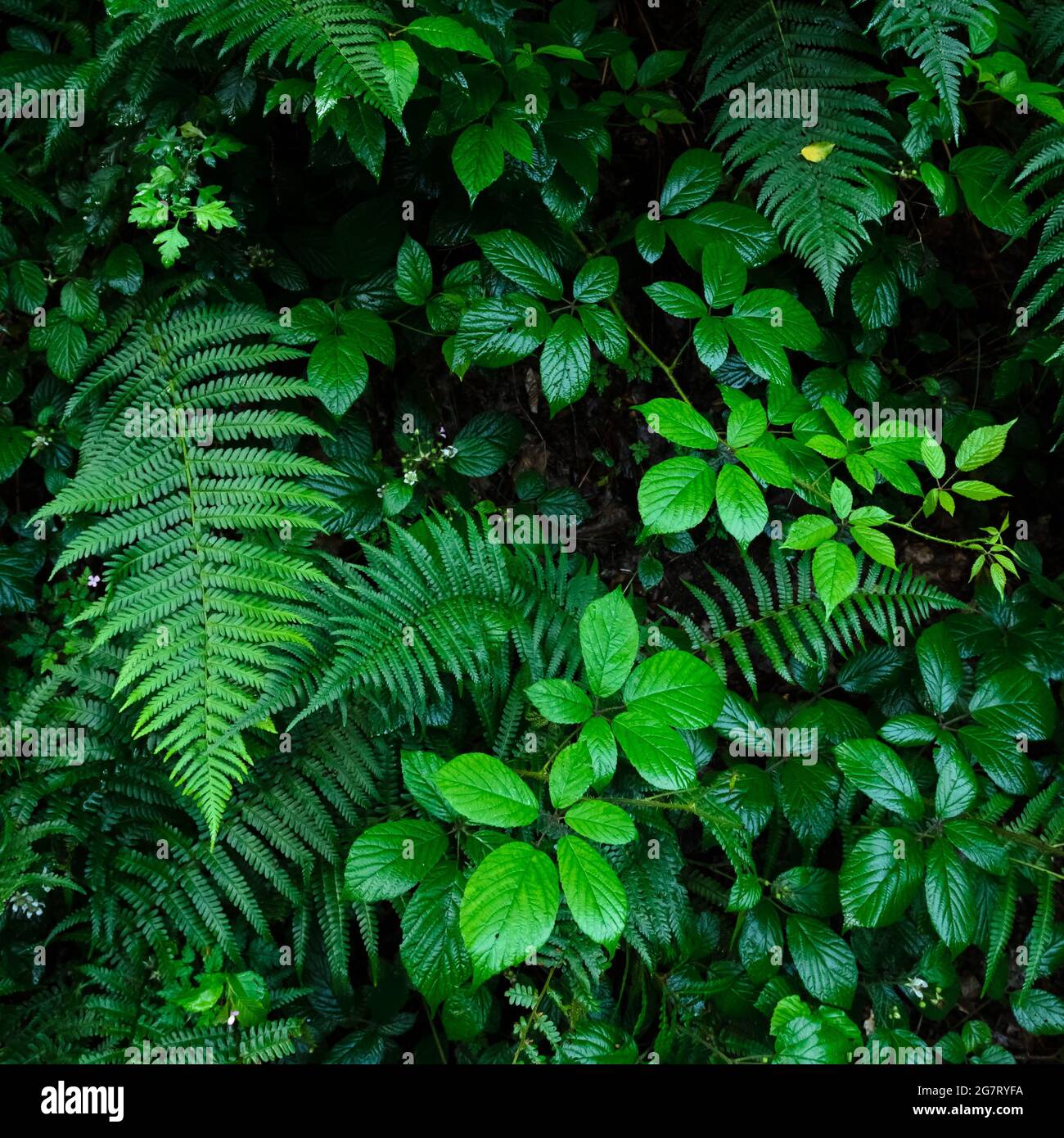 Green vivid leaves hi-res stock photography and images - Alamy