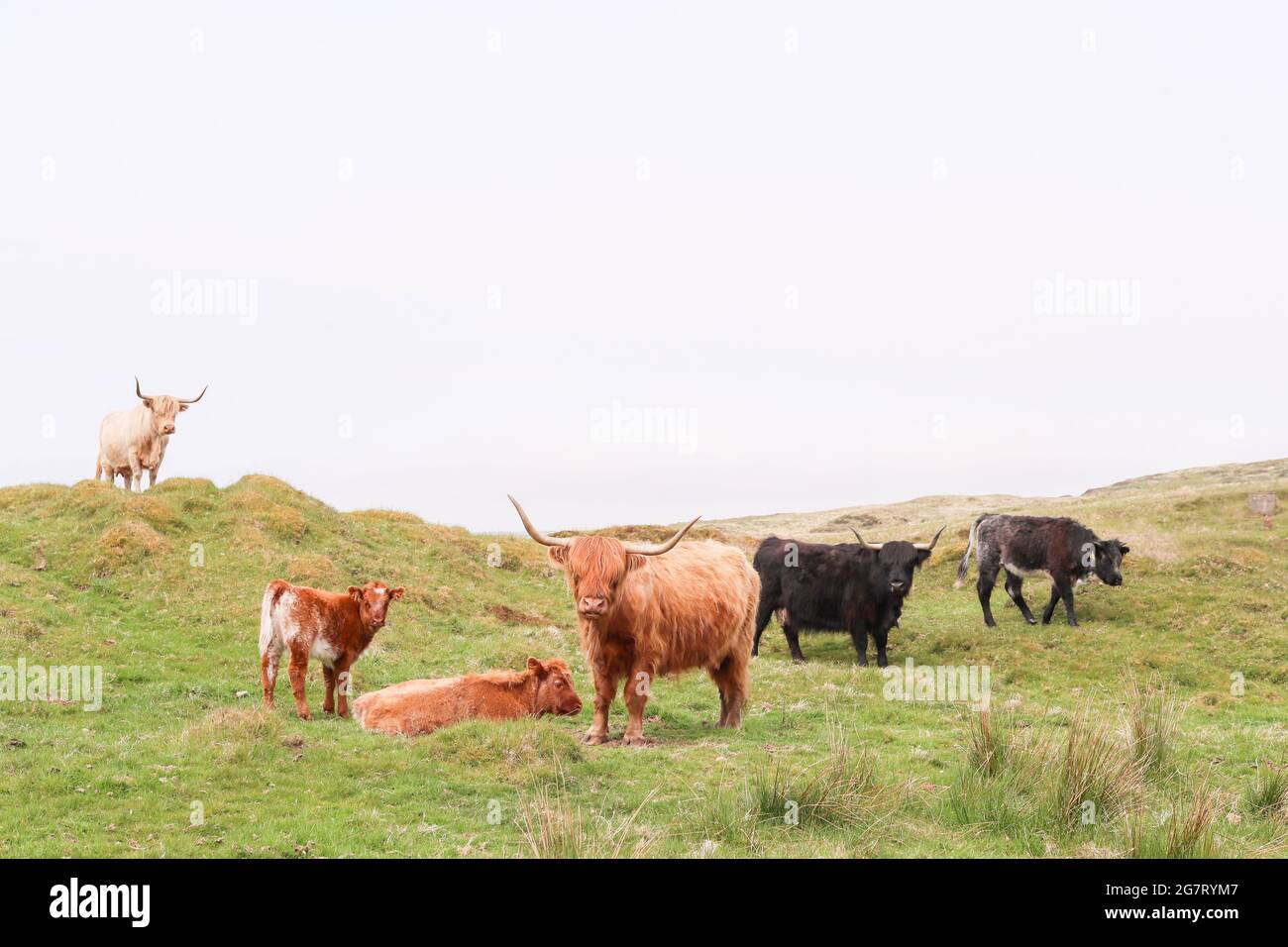 Highland Cows on the Isle of Islay off the west coast of Scotland.  The small island is famous for it many whisky distilleries. Stock Photo