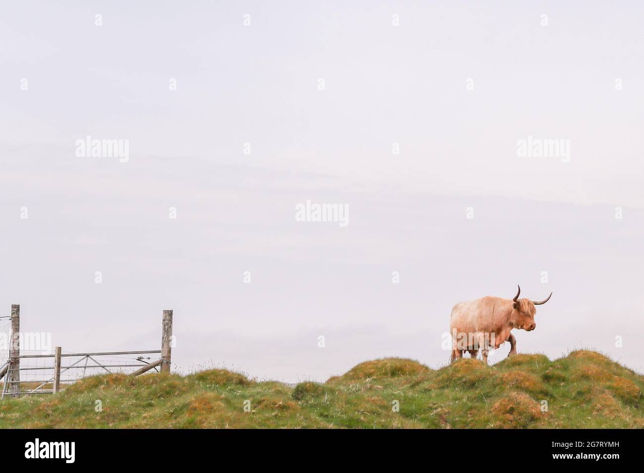 Highland Cows on the Isle of Islay off the west coast of Scotland.  The small island is famous for it many whisky distilleries. Stock Photo