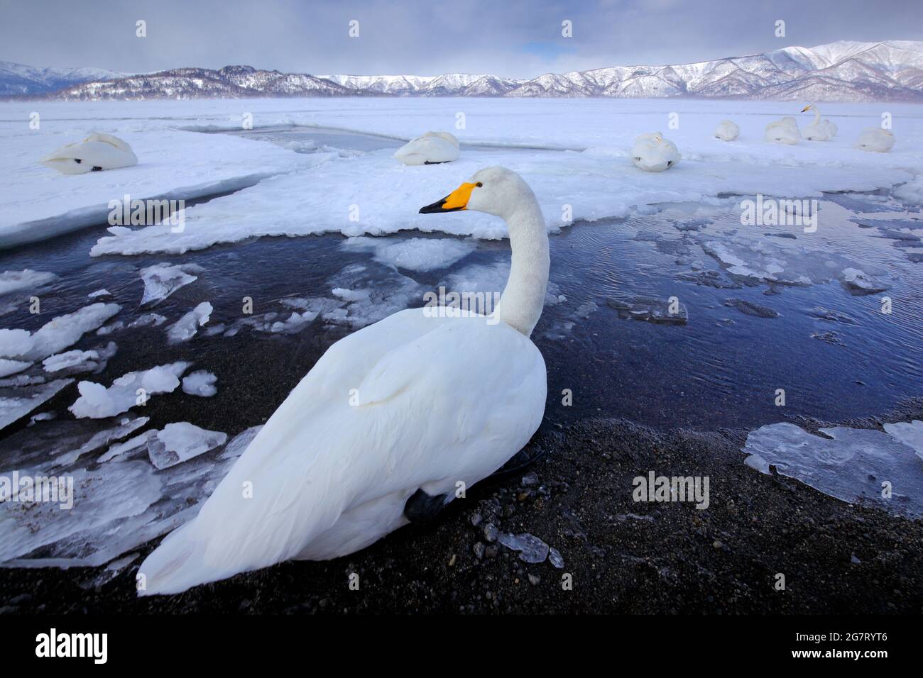 Snow lake with ice in Japan. Whooper Swans, Cygnus cygnus, birds in the nature habitat, Lake Kusharo, winter scene with snow and ice in the water, fog Stock Photo