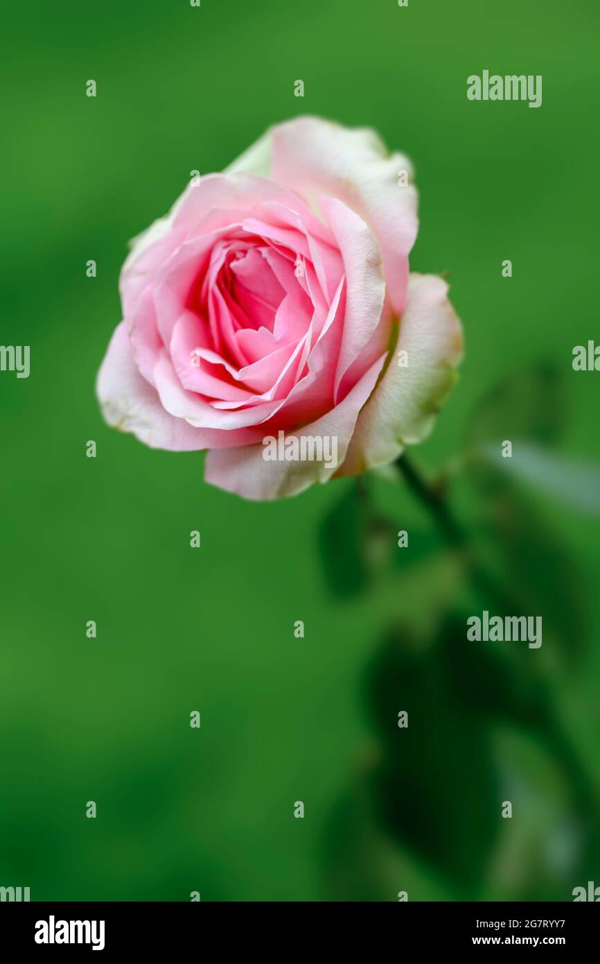 Gorgeous pink shrub rose photographed against an out of focus foliage ...