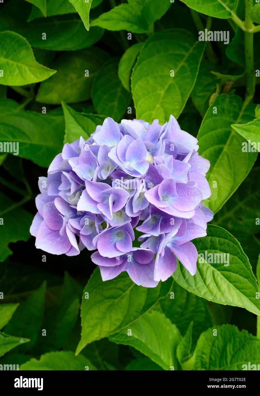 Blue and Mauve flowers on a Hydrangea shrub Stock Photo