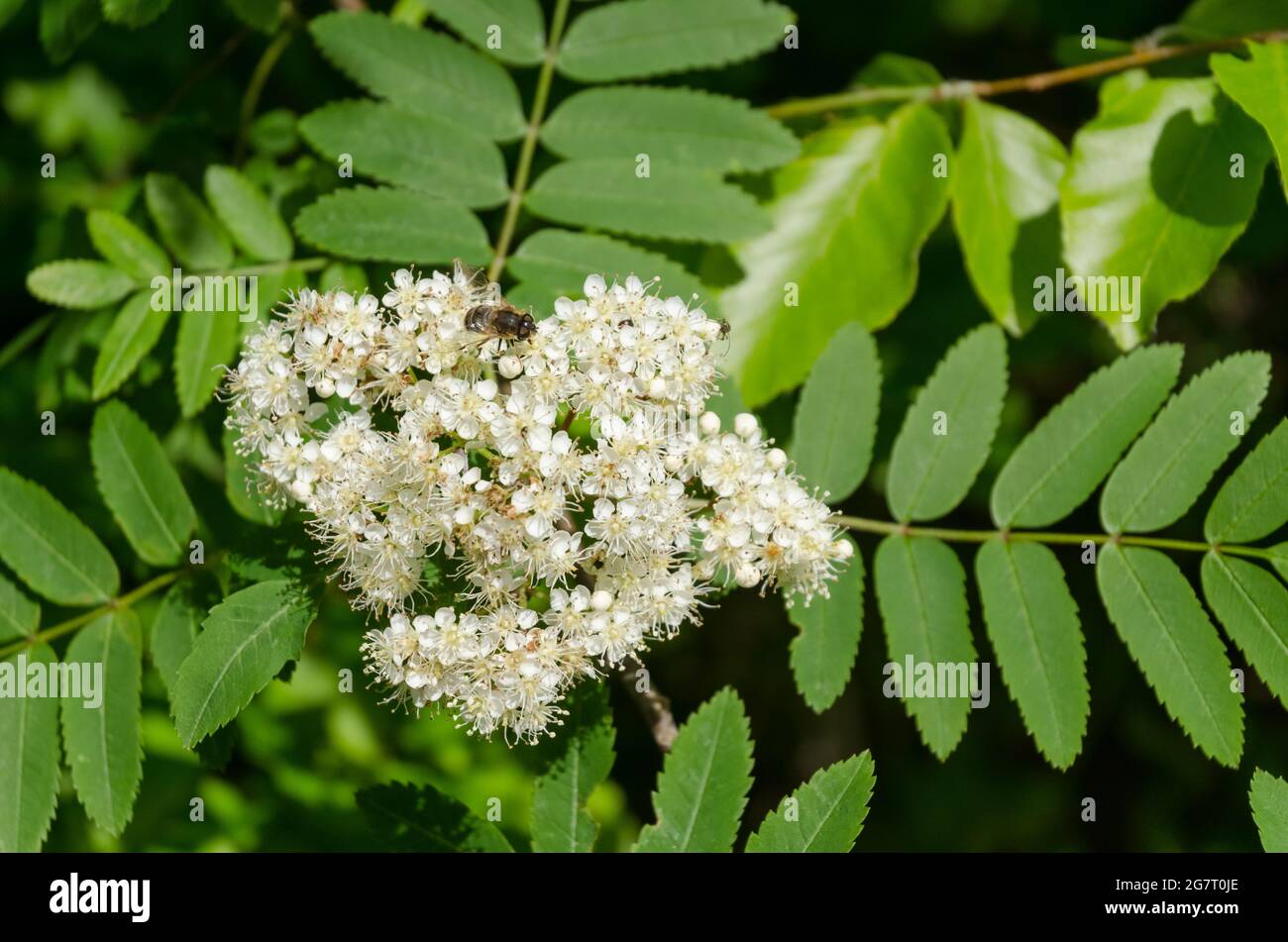 Sorbus aucuparia, known as rowan or mountain-ash shrub with white ...
