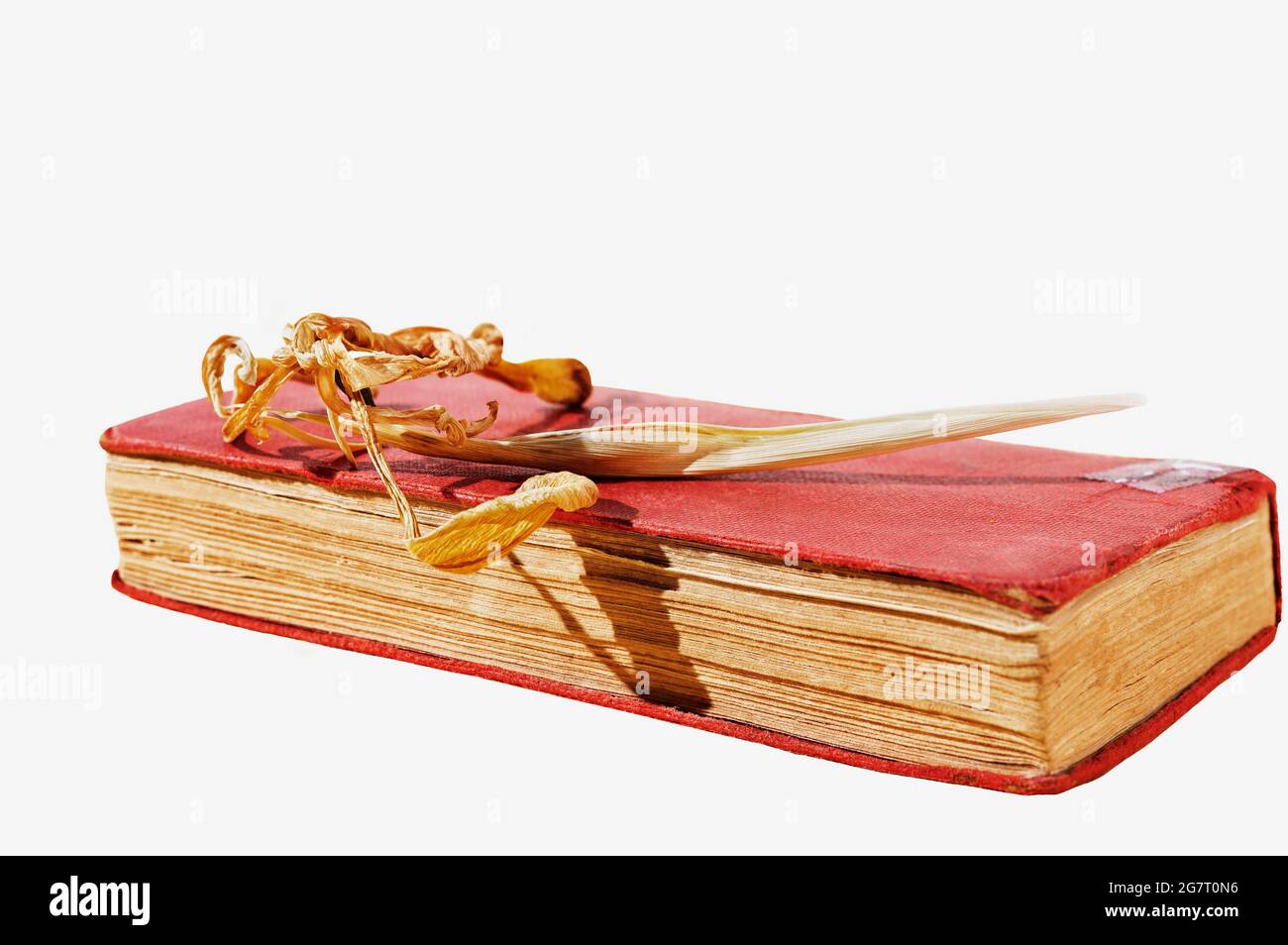 Old book with red cover on white background  , yellow dried iris flower on book Stock Photo
