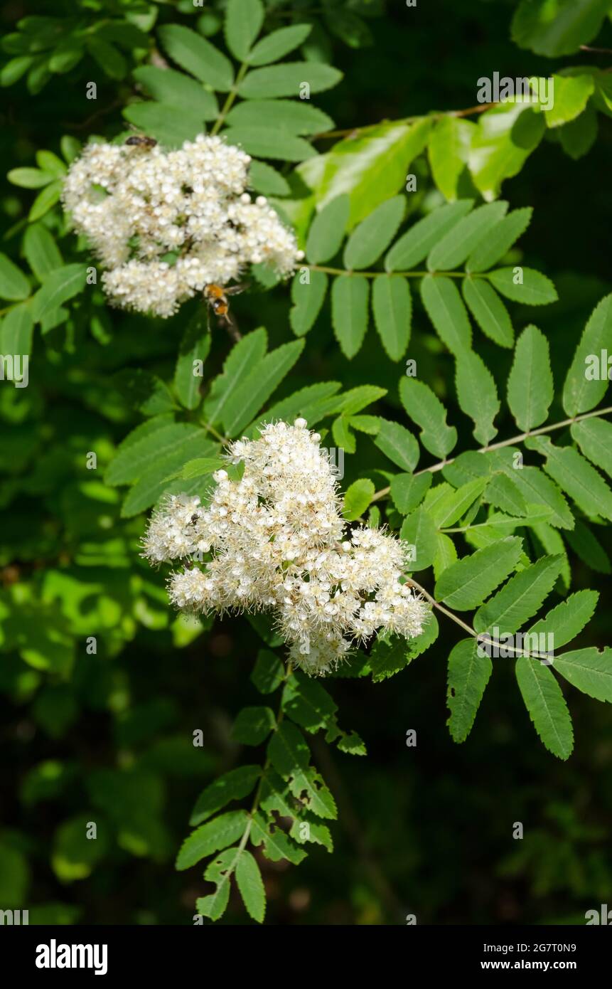 Sorbus aucuparia, known as rowan or mountain-ash shrub with white flowers in a forest Stock Photo