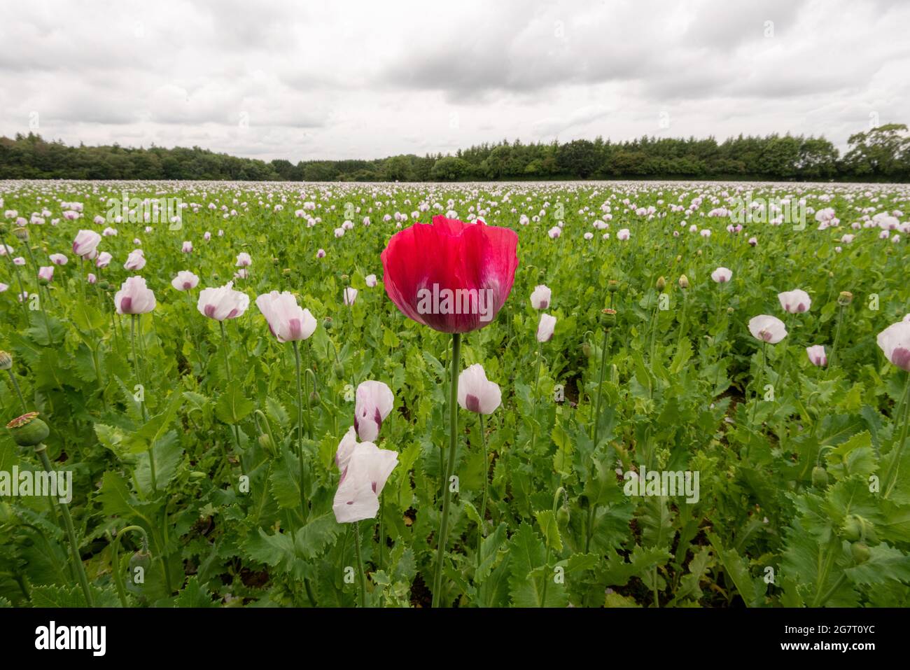 Standing out from the crowd. A single red poppy towers over a field of liliac medicinal opium poppies growing in a field in Hampshire, UK Stock Photo
