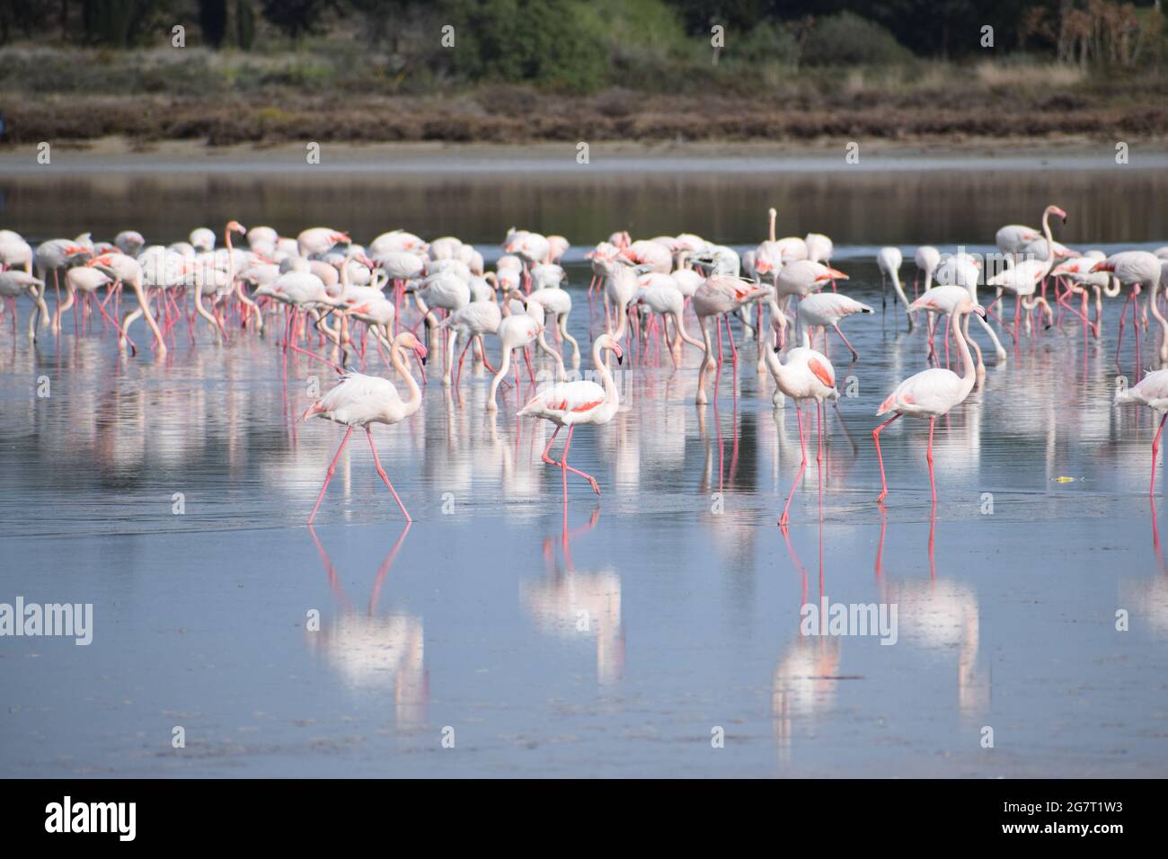 túllépés Rugalmas nyereg larnaca salt lake flamingos 2019 Cornwall Európa  Utat tör