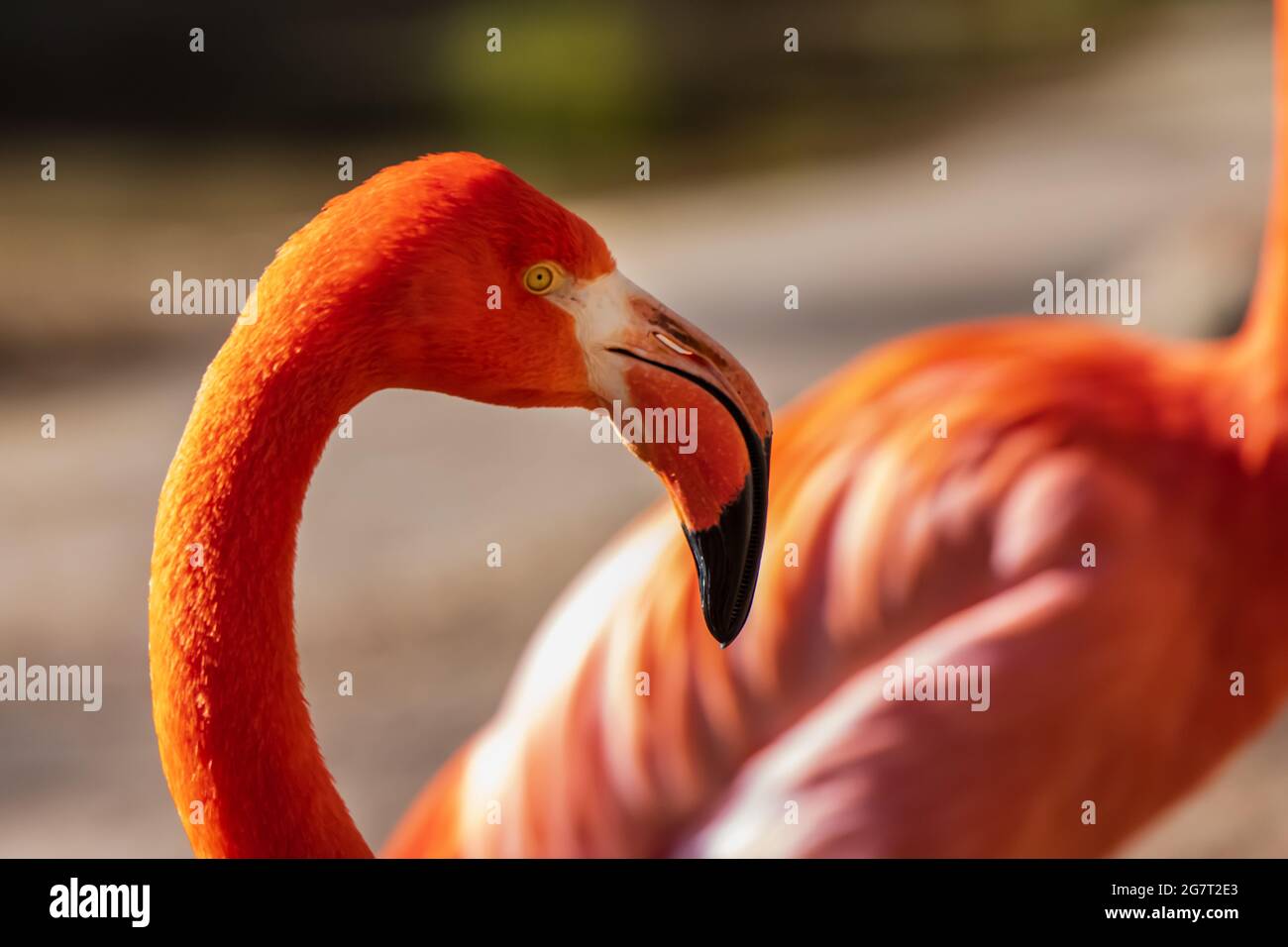 Caribbean Flamingo (Phoenicopterus ruber) at Albuquerque Zoo in New Mexico Stock Photo