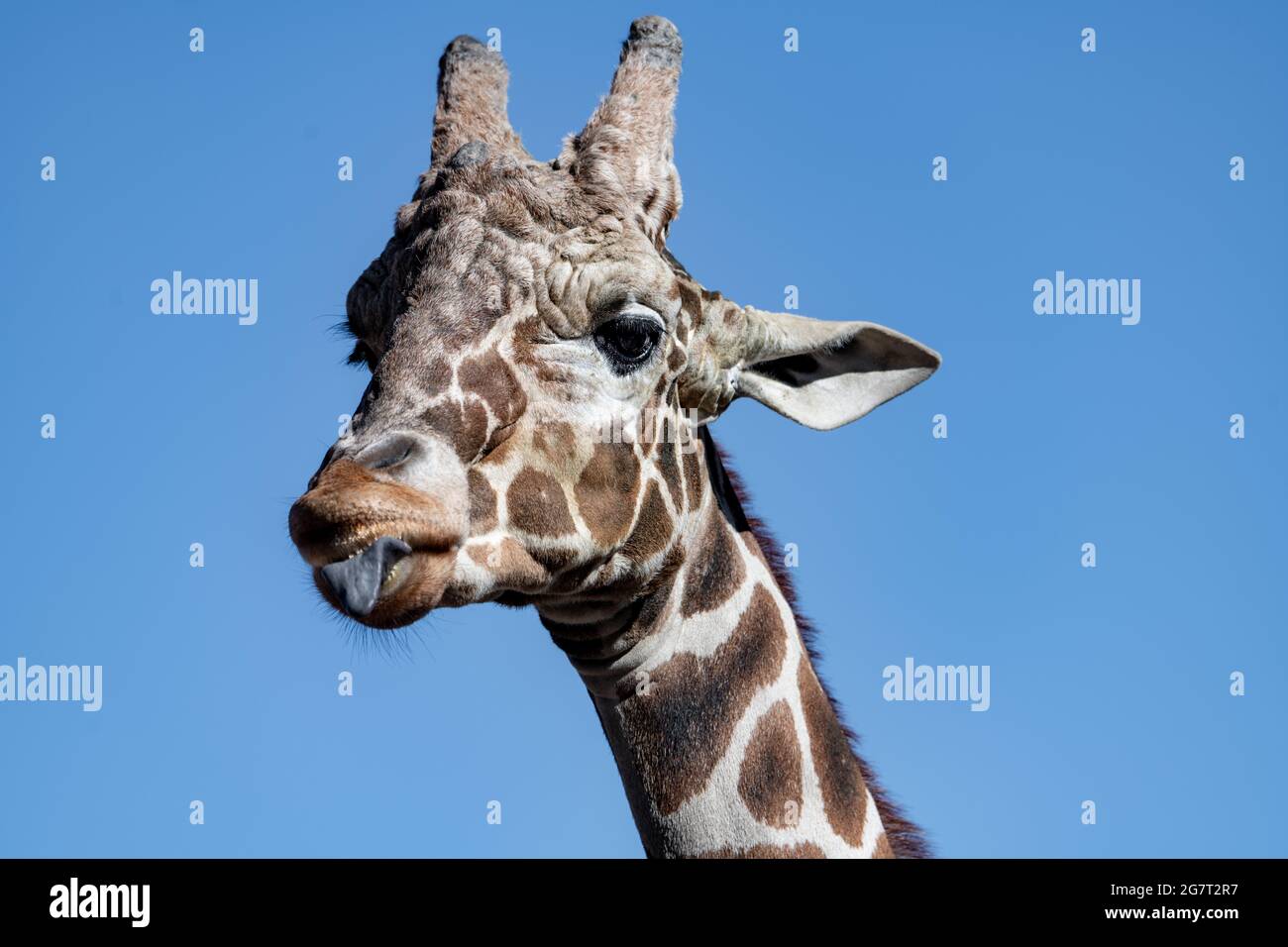 Reticulated Giraffe (Giraffa camelopardalis reticula) at Albuquerque Zoo in New Mexico Stock Photo