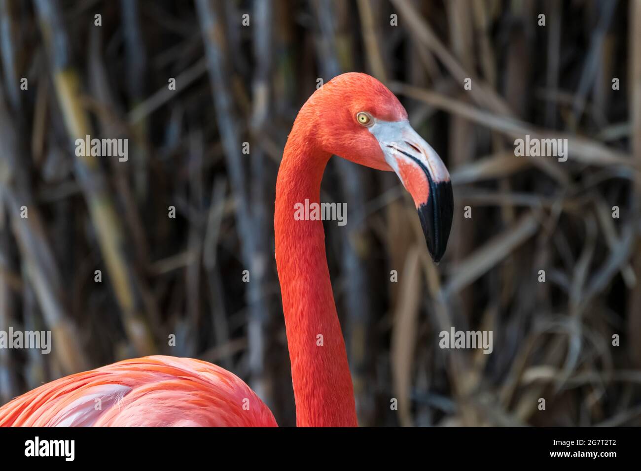 Caribbean Flamingo (Phoenicopterus ruber) at Albuquerque Zoo in New Mexico Stock Photo