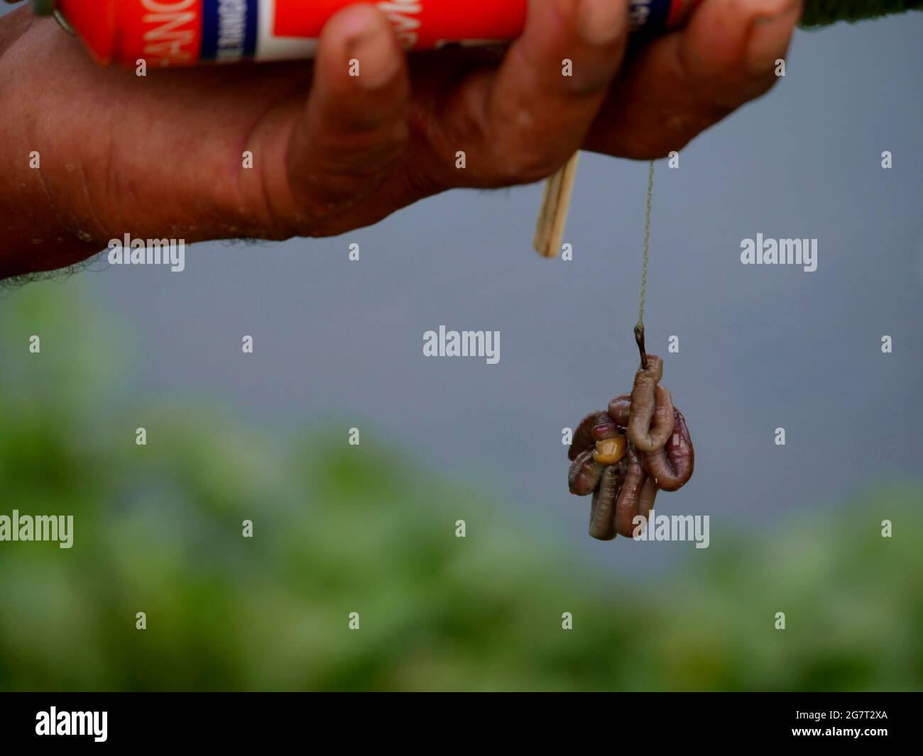 Fishing Hook With Fish Worm Holding By Hand At Blur Natural Background Stock Photo Alamy