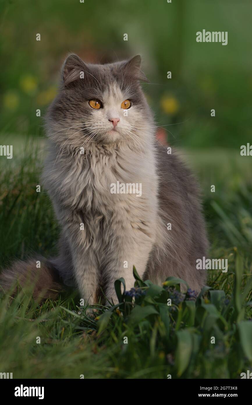 Cat sits on bloom in the garden in early spring. Cat in the flowers. Cat  sitting in nature. Spring tenderness of nature. Cat in a spring colorful  gard Stock Photo - Alamy