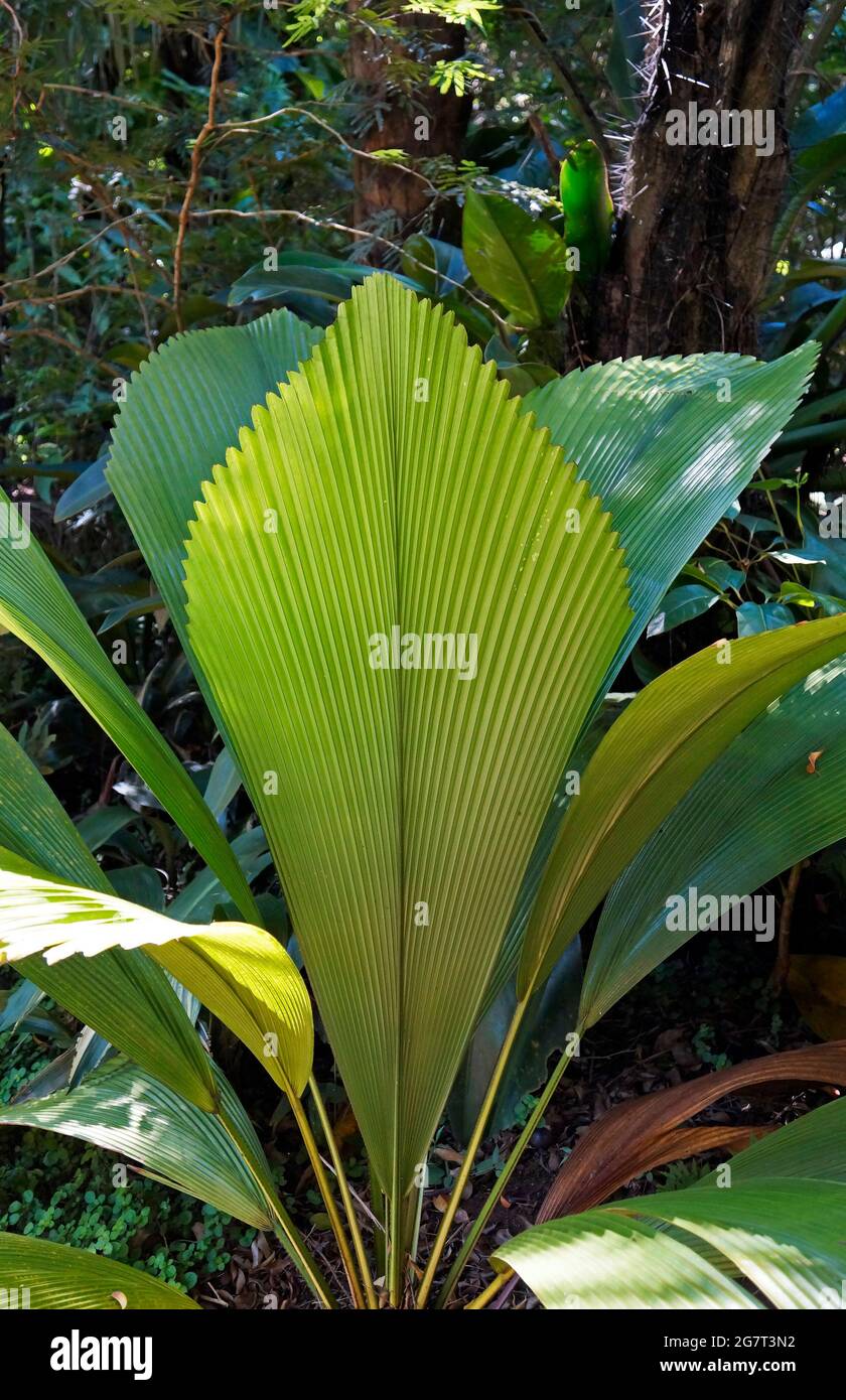 Palm Tree Pendant – Na Hoku
