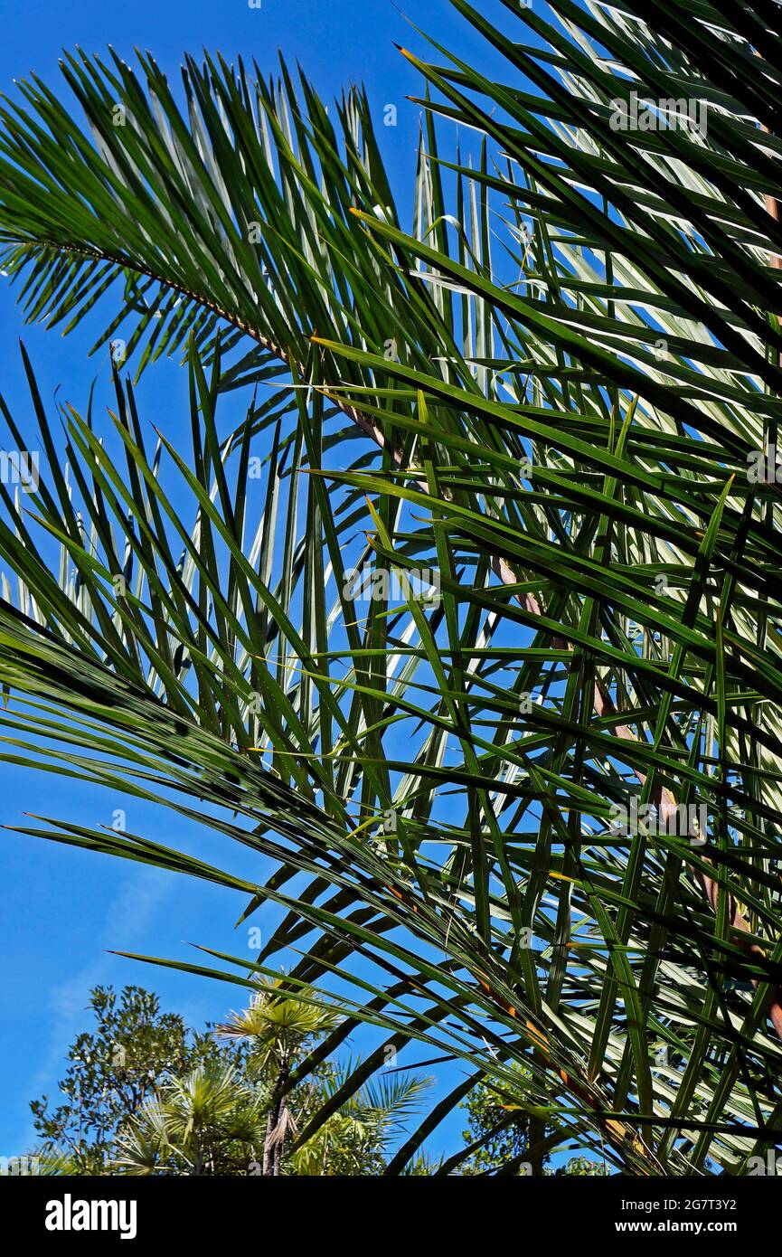 Palm tree with leaves hi-res stock photography and images - Alamy