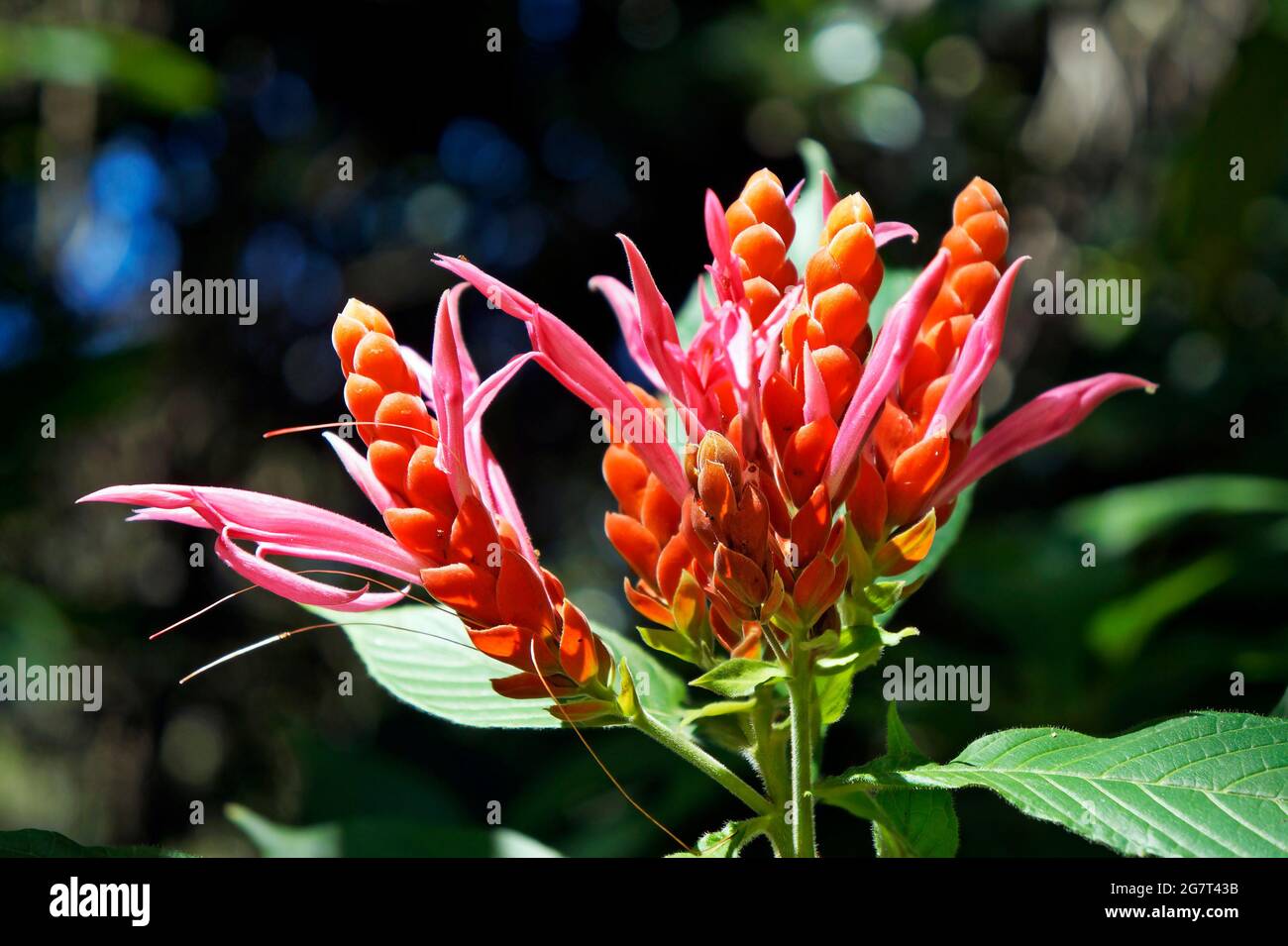 Orange shrimp flower or Panama Queen flower (Aphelandra sinclairiana), Minas Gerais, Brazil Stock Photo