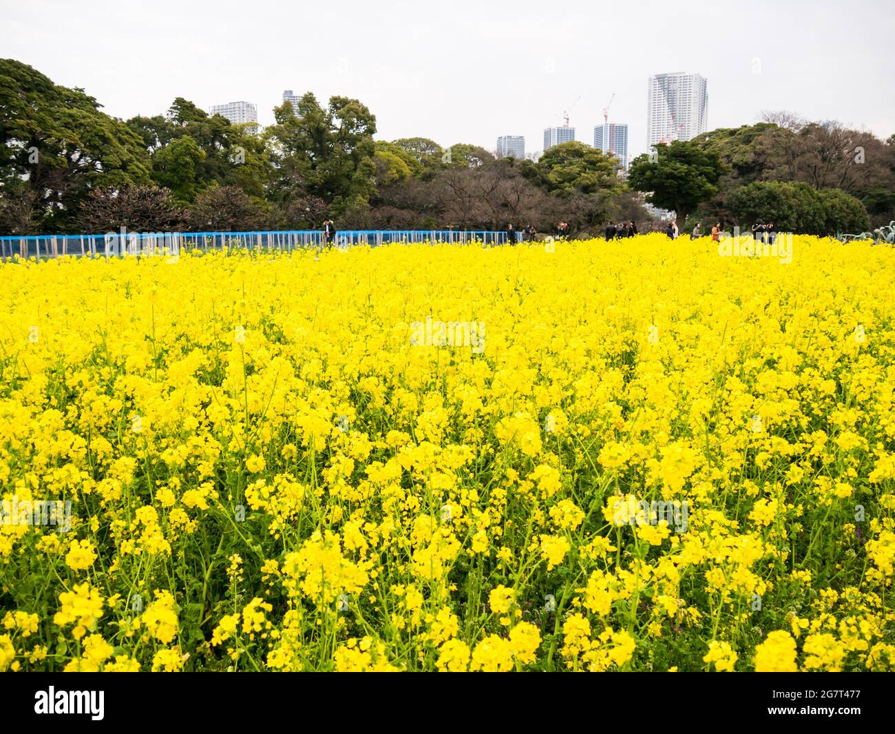 Beautiful field of yellow flowers near Hama Rikyu garden in Tokyo
