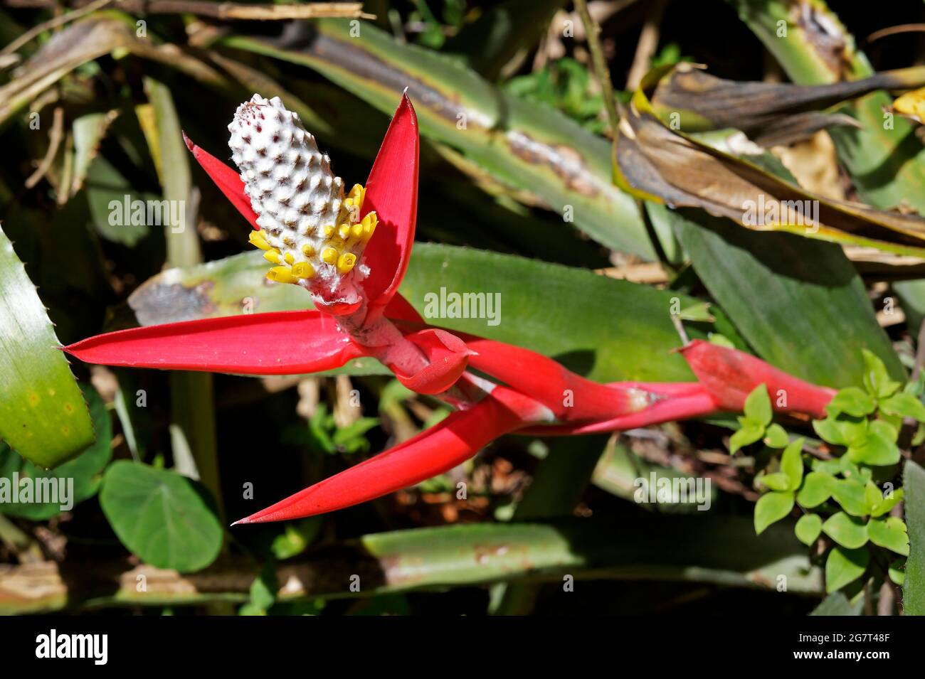 Bromeliad inflorescence (Aechmea nudicaulis), Minas Gerais, Brazil Stock Photo