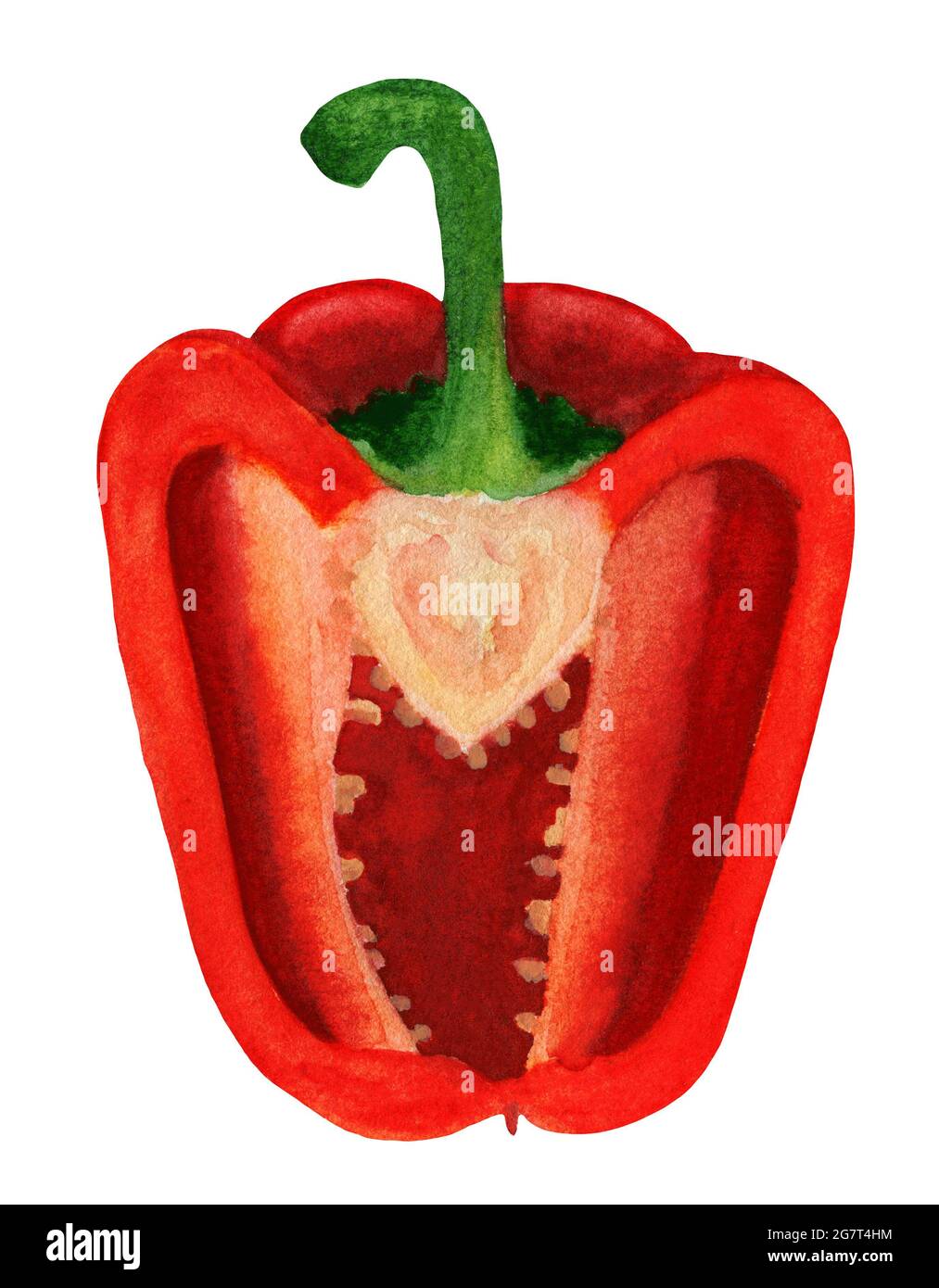 Half of red bell pepper with seeds, watercolor Stock Photo