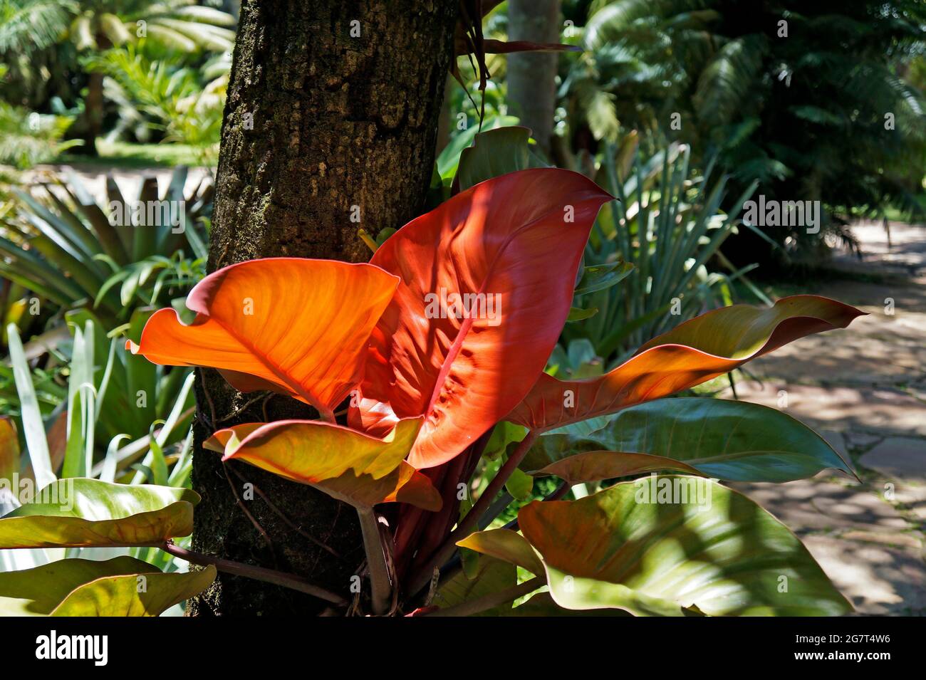 Red philodendron or Blushing philodendron (Philodendron erubescens), Minas Gerais, Brazil Stock Photo