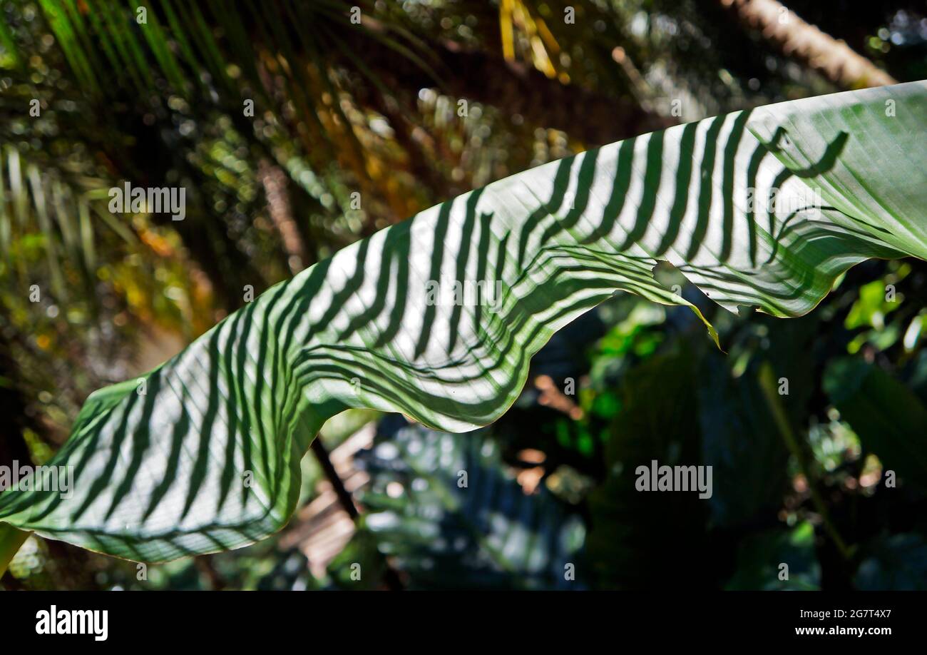 Palm leaves shade hi-res stock photography and images - Alamy