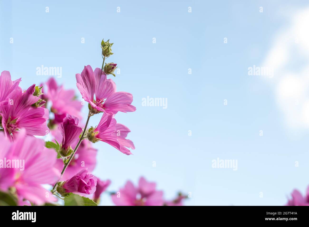Lavatera clementii Rosea tree mallow or hollyhock flowers against blue sky background copy space for text. Bright pink alcea rosea flower. Stock Photo
