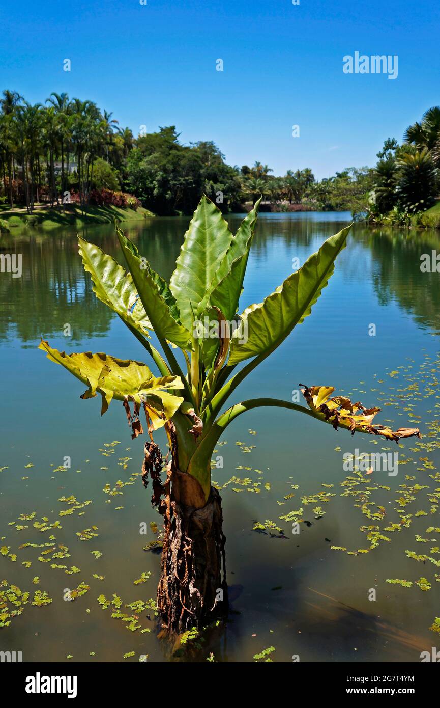 Water Banana Plant (Typhonodorum lindleyanum), Minas Gerais, Brazil Stock Photo