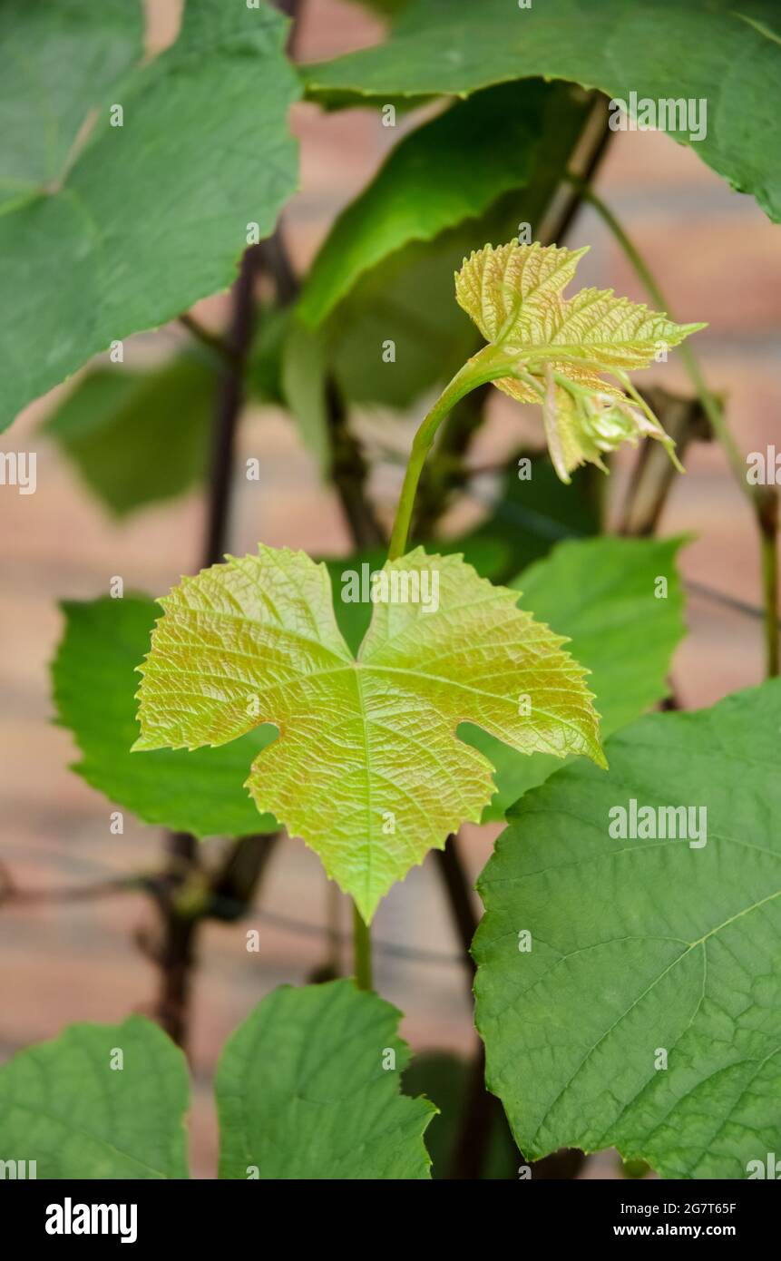 Vitis vinifera, young green common grape vine leaves, grapevine plant in the garden Stock Photo