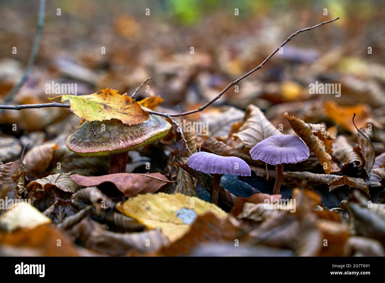 Satan's bolete or rubroboletus satanas mushroom growing next to a couple of amethyst deceiver or laccaria amethystina in an autumn forest Stock Photo