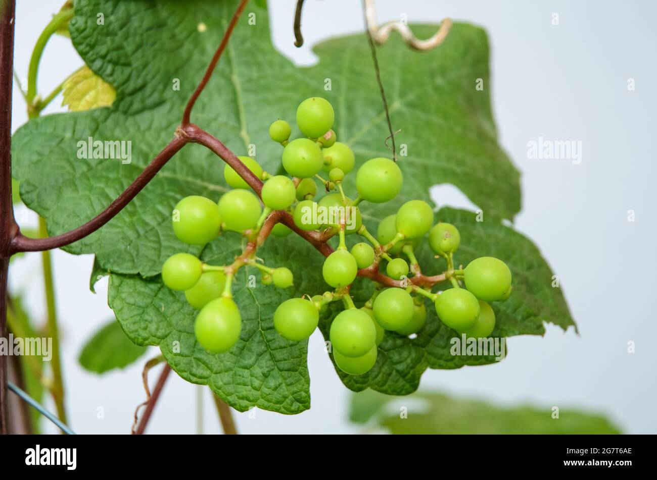 Vitis vinifera, young green common grape vine leaves, grapevine plant with berries in the garden Stock Photo