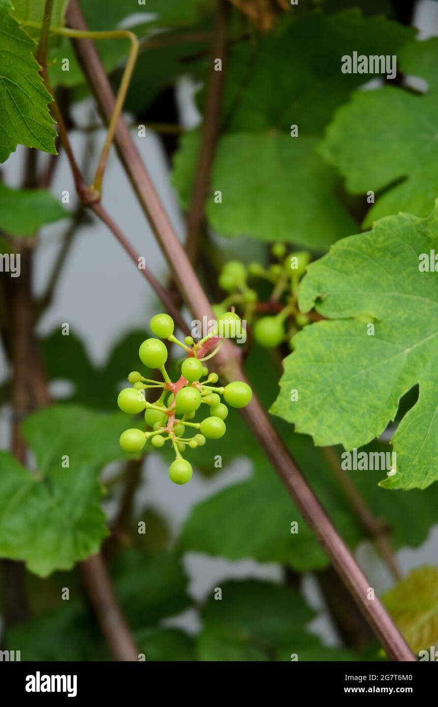 Vitis vinifera, young green common grape vine leaves, grapevine plant with berries in the garden Stock Photo