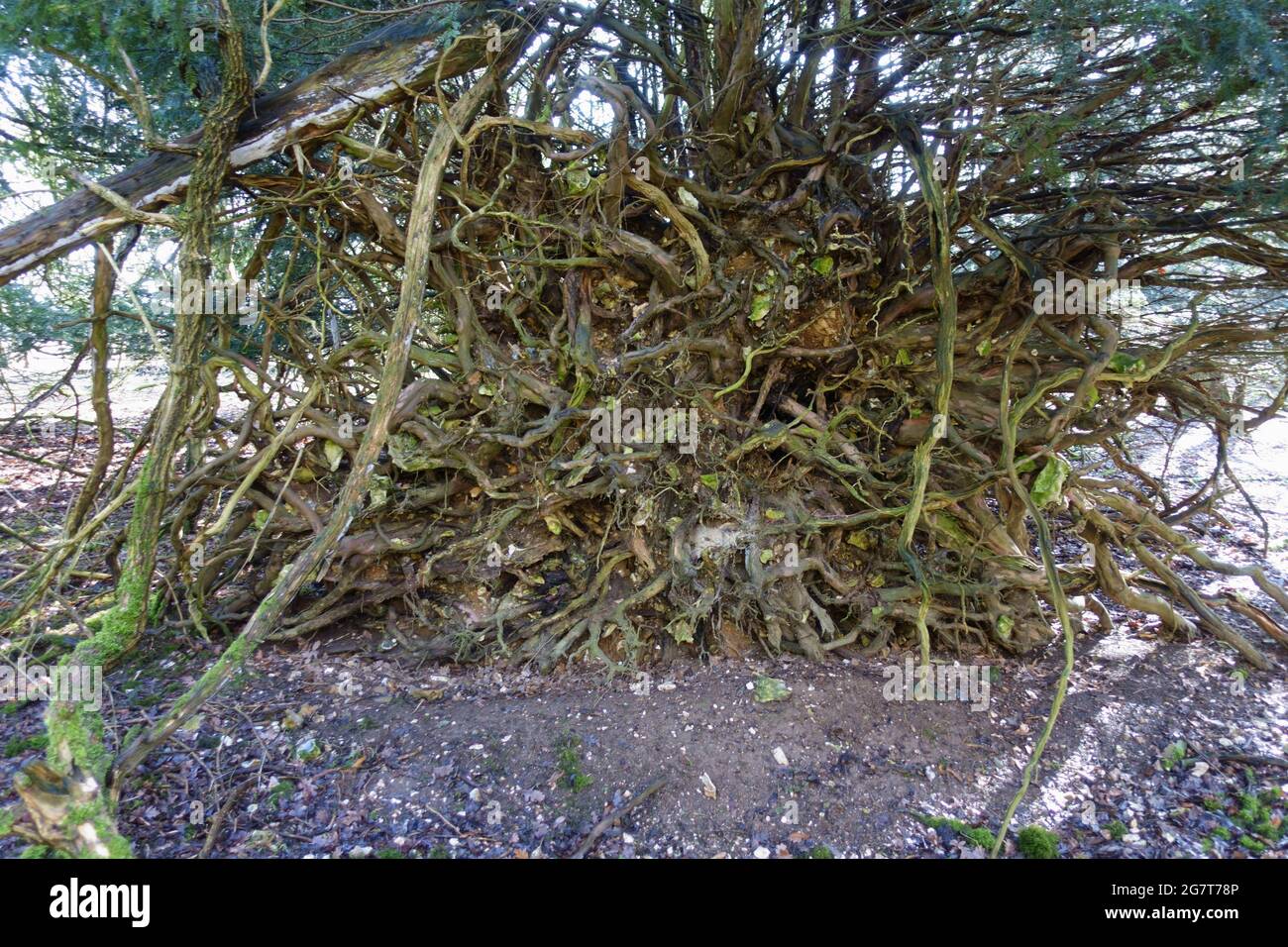 Common yew (Taxus baccata) convuluted shapes of the underneath of the roots of a fallen tree on downland soil, Berkshire, February Stock Photo