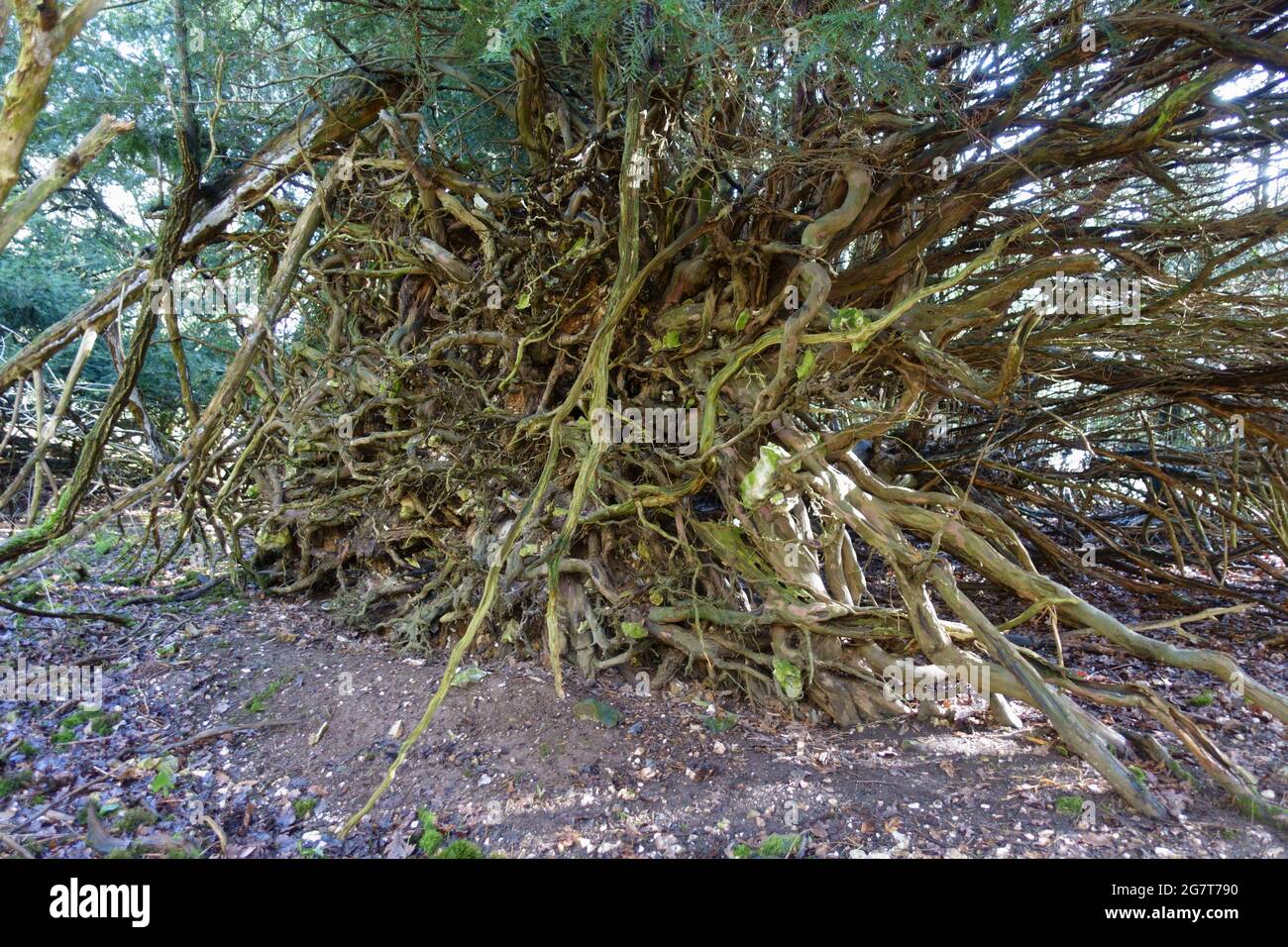 Common yew (Taxus baccata) convuluted shapes of the underneath of the roots of a fallen tree on downland soil, Berkshire, February Stock Photo