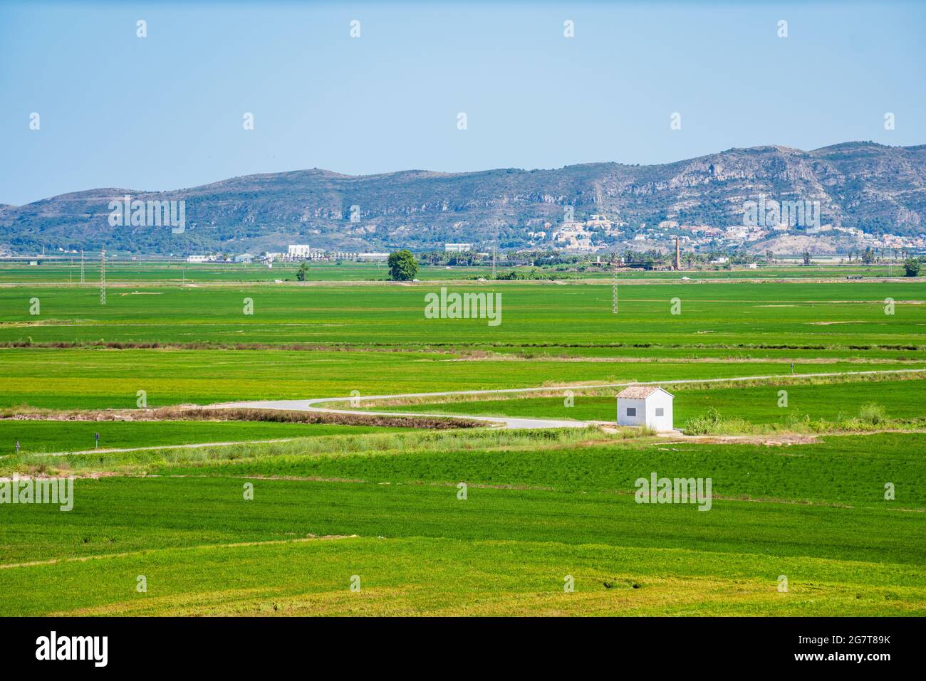 Green rice field landscape in Albufera de Valencia Stock Photo