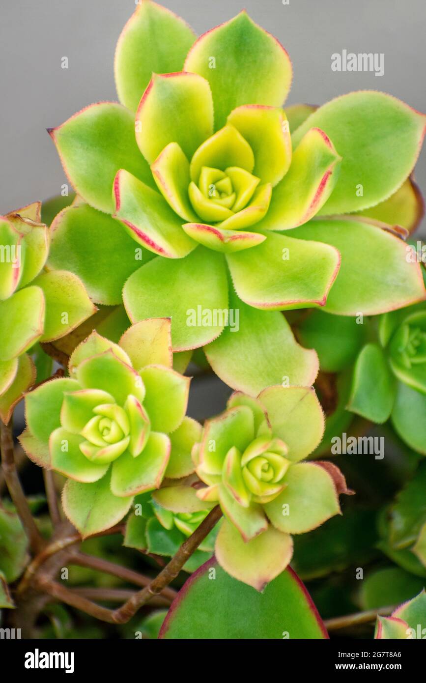 Succulent Plants Haworths Aeonium Stock Photo