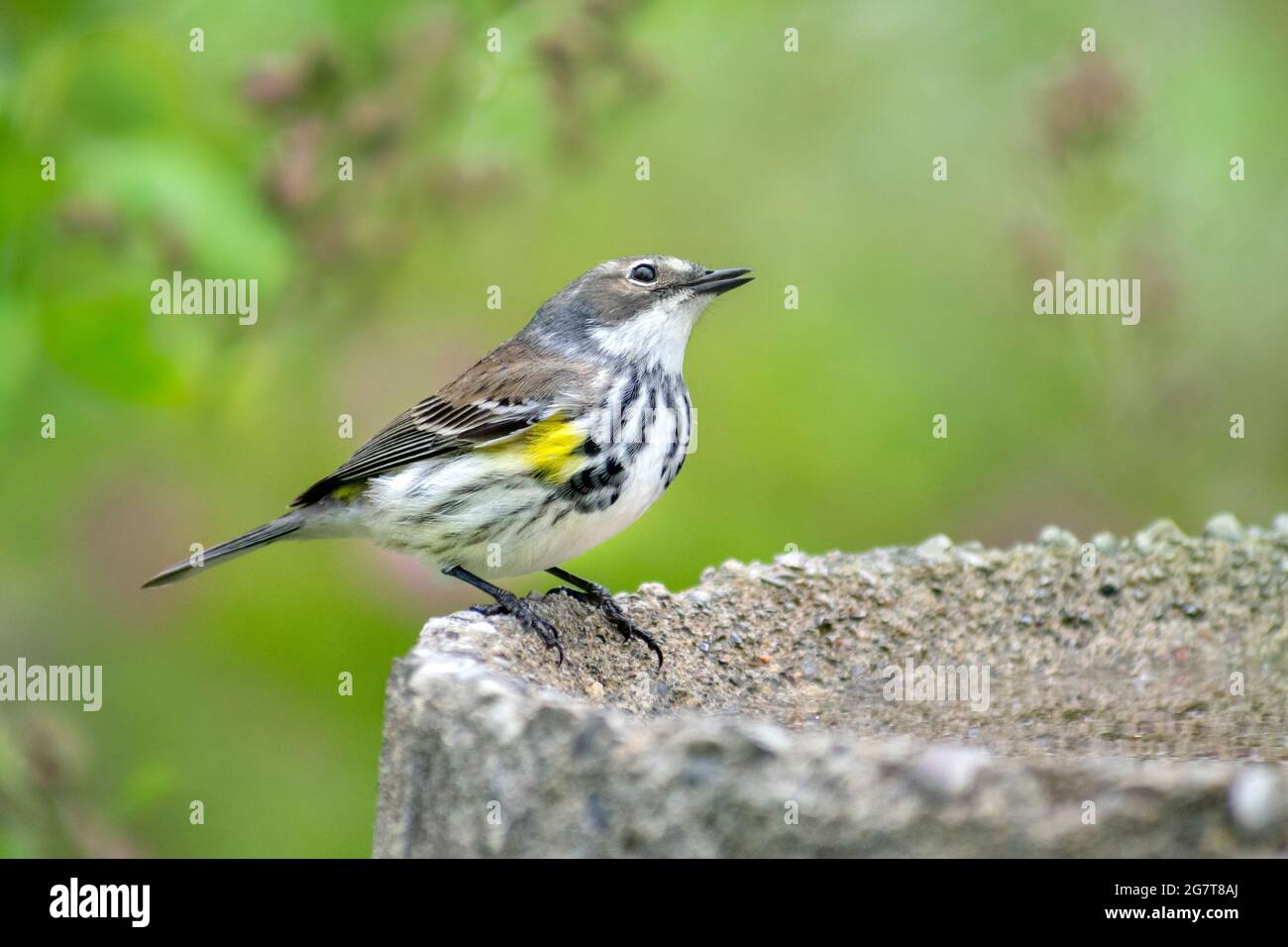 Yellow Rumped Warbler (female) Stock Photo