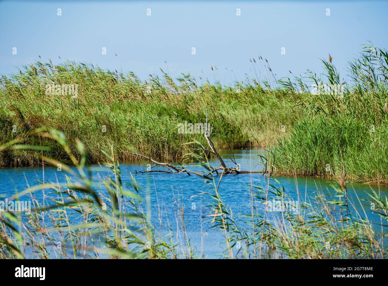 Natural pond. Good spot to do birding. Ullal de Baldoví in Albufera Nature Park, Sueca, Valencia, Spain Stock Photo