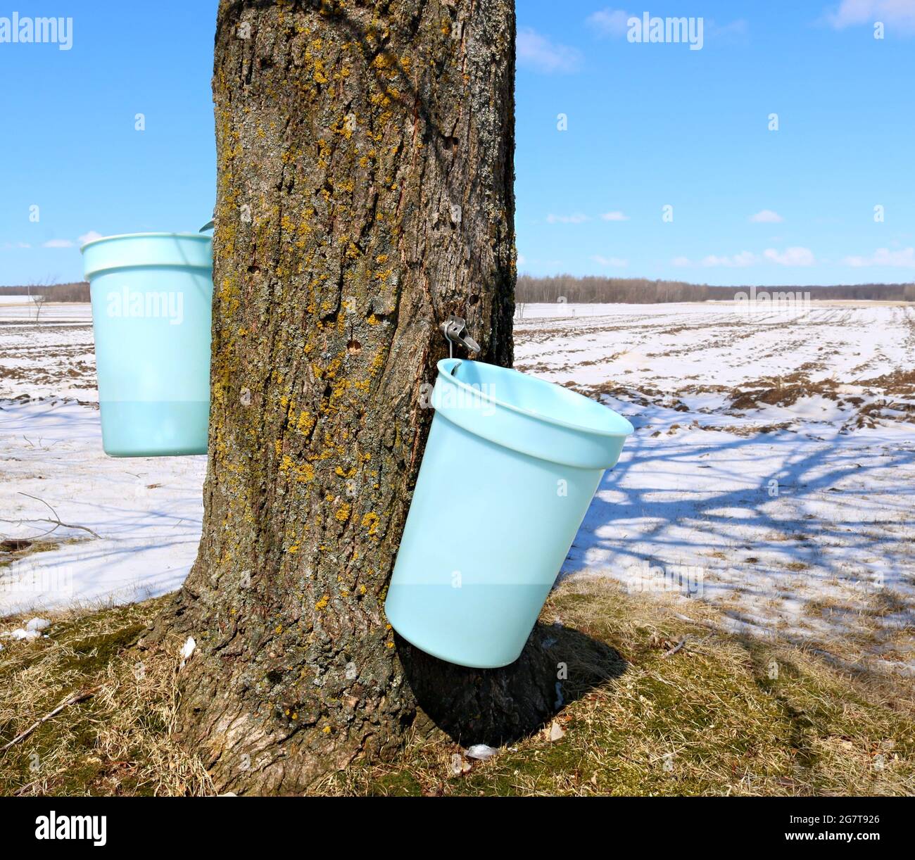 Collecting sap from Hard Maple tree Stock Photo Alamy
