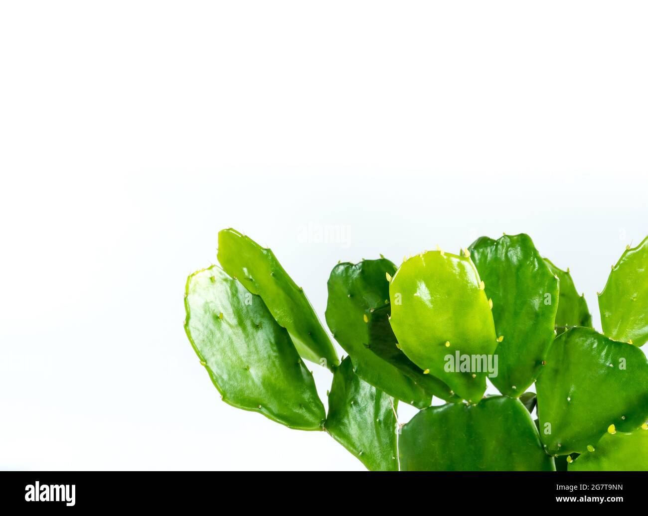 Green leaves on green leafpads of succulent plant Opuntia tuna cactus Stock Photo Alamy