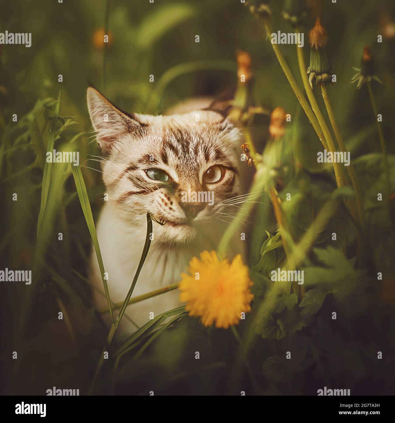 Cute crazy funny Thai kitten is sitting among the grass and wildflowers on a summer day and biting a blade of grass. Summer and pets. Stock Photo