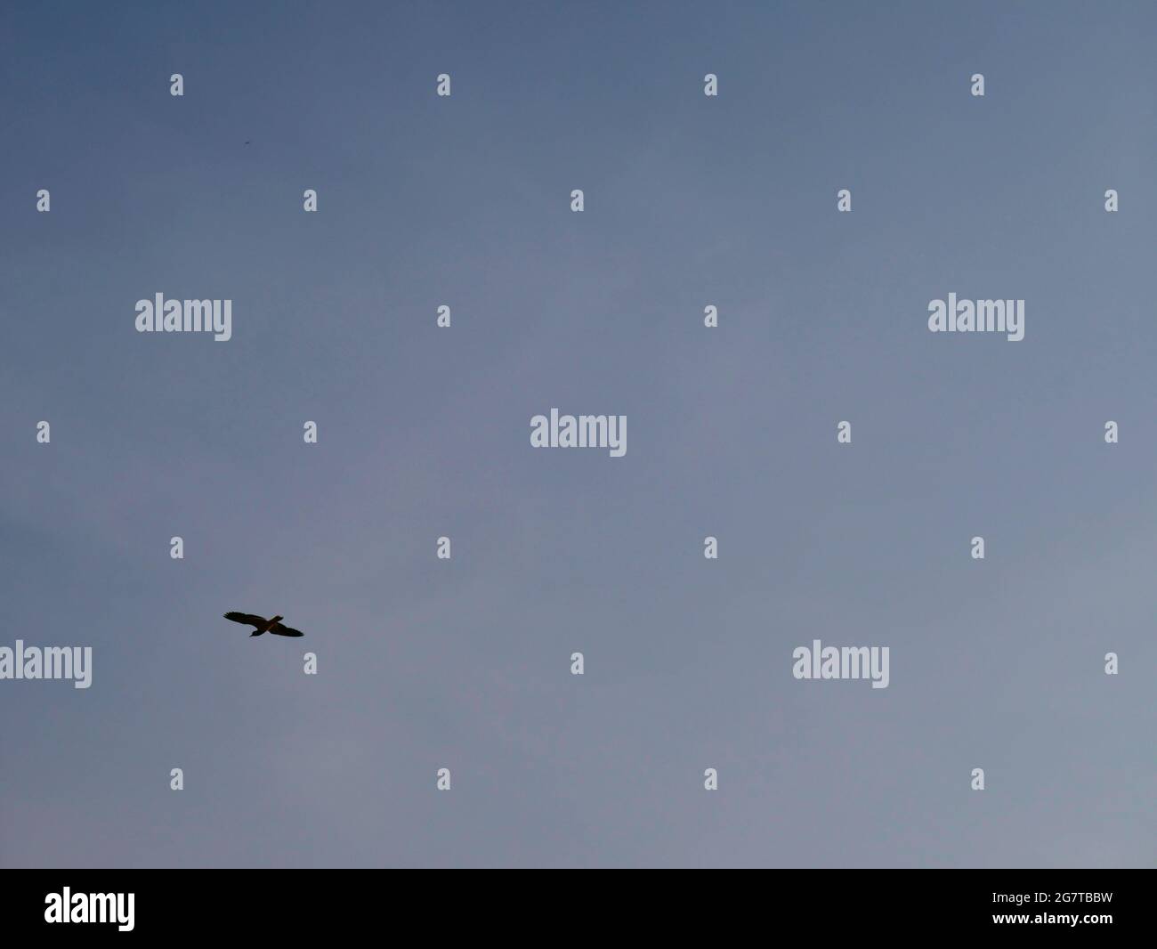 Sky background with eagle flying on left down frame. Stock Photo
