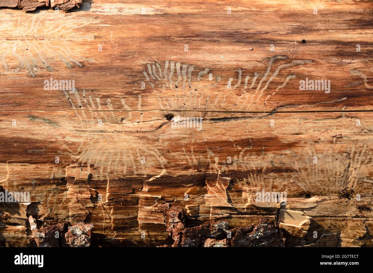 Wooden natural background of a felled tree trunk and feeding galleries, pest infested by bark beetle (Scolytinae), close-up view Stock Photo