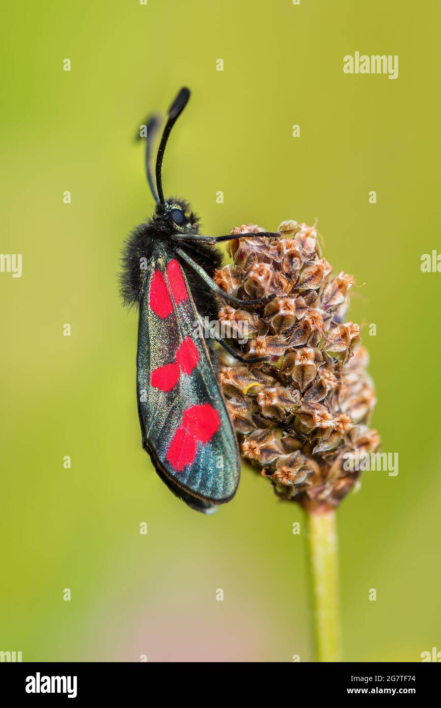 Six-spot Burnet - Zygaena filipendulae, beautiful special butterfly from European meadows and gardens, Runde, Norway. Stock Photo